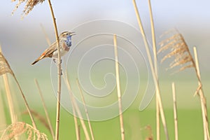 Male Bluethroat bird Luscinia svecica cyanecula singing during photo