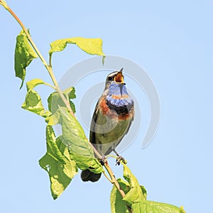 male Bluethroat birds with bright plumage, singing song in t