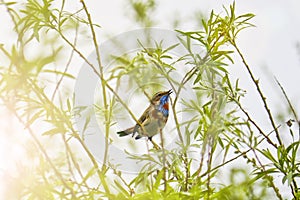 A male Bluethroat Luscinia svecica sits on a tree branch.