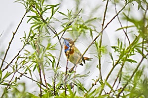 A male Bluethroat Luscinia svecica sits on a tree branch. Close-up