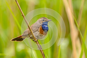 Male Bluethroat Reed