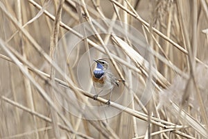 Male Bluethroat sitting on reeds