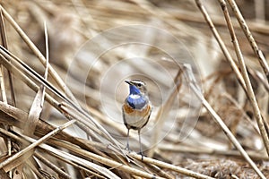 Male Bluethroat sitting on reeds