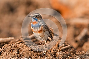 Male Bluethroat warbler photo