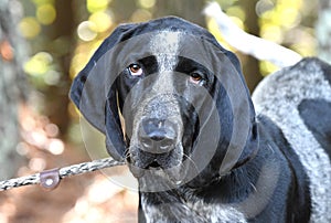 Male Bluetick Coonhound dog with floppy ears. Dog rescue pet adoption photography for humane society animal shelter. Stock sales