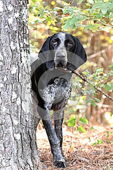 Male Bluetick Coonhound dog with floppy ears. Dog rescue pet adoption photography for humane society animal shelter. Stock sales