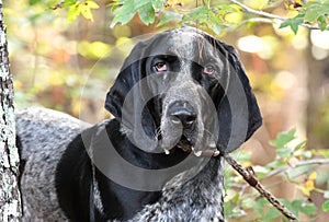 Male Bluetick Coonhound dog with floppy ears. Dog rescue pet adoption photography for humane society animal shelter. photo