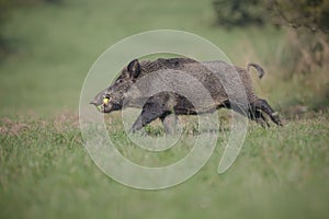 Male boar with apples, running