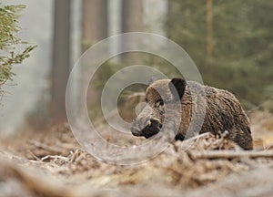 Male boar in the forest photo