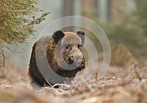 Male boar in the forest photo