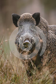 Male boar watching