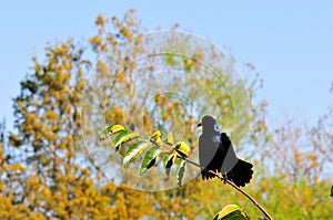 Male Boat-tailed Grackle bird on tree branch
