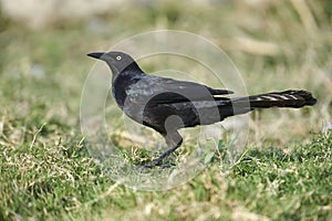 Male Boat-tailed Grackle in grass