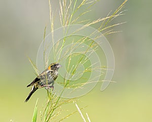 Male bobolink Dolichonyx oryzivorus