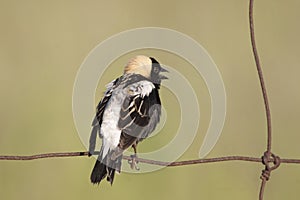 Male Bobolink, Dolichonyx oryzivorus, on a fence