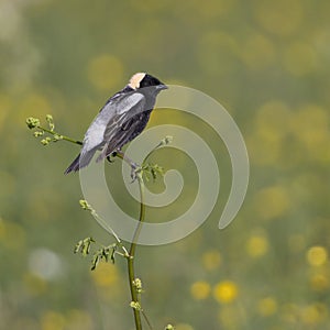 Male Bobolink perched on a weed stalk