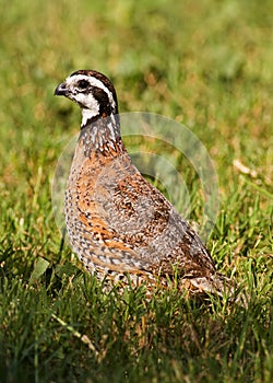Male bobwhite quail photo