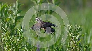 Male bobwhite quail flying away