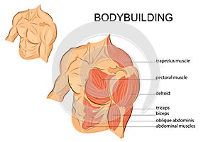 Male body arms shoulders chest and abs