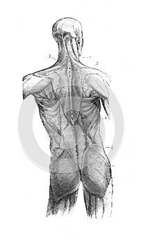 The male body with muscles back view in the old book The Human Body, by K. Bock, 1870, St. Petersburg photo