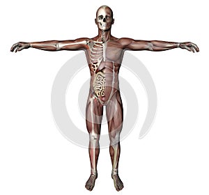 Male body with skeletal muscles and organs