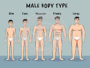 Male Body type cartoon vector