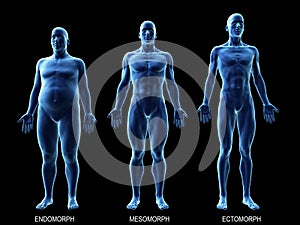 The male body types