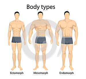 Male body types.