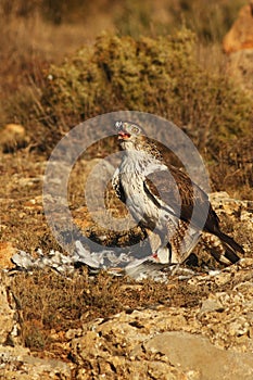 Male of Bonelli`s eagle Aquila fasciata swallowing the leg of pigeon Columba livia