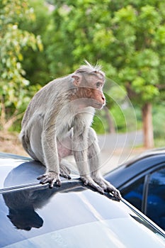 Male Bonnet Macaque on a Car Roof