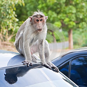 Male Bonnet Macaque on a Car Roof