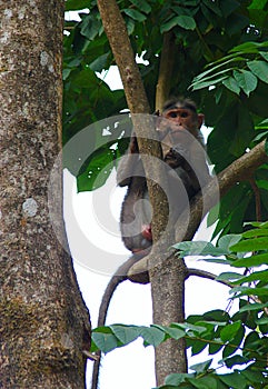 A Male Bonnet Macaque sitting high on Branch of a Tree