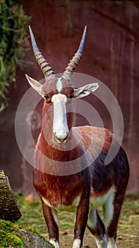 Male Bontebok Antelope