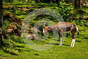 Male Bontebok Antelope grazes on meadow