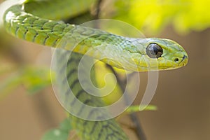 Male Boomslang snake (Dispholidus typus), South Africa