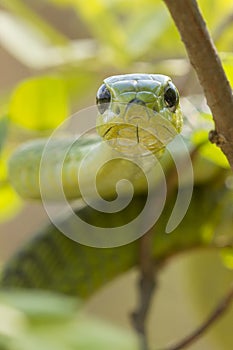 Male Boomslang snake, (Dispholidus typus), South Africa