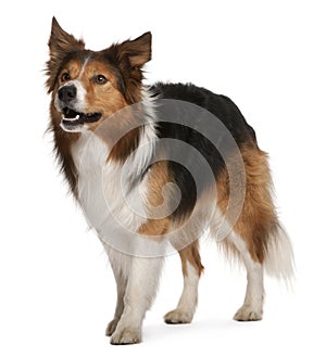 Male Border Collie, 3 years old, standing