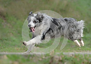 Male border collie dog