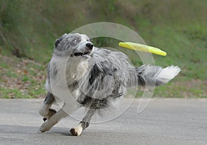 Male border collie dog