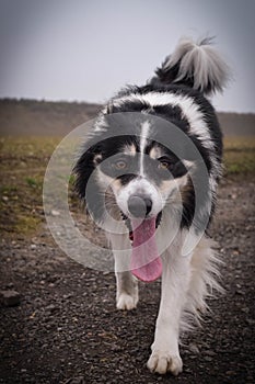 Male of border collie is prowling on flying clay from handler.