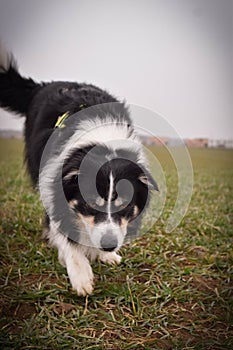 Male of border collie is prowling on flying clay from handler.