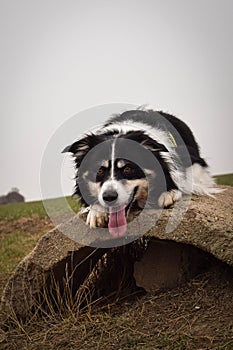 Male of border collie is prowling on flying clay from handler.