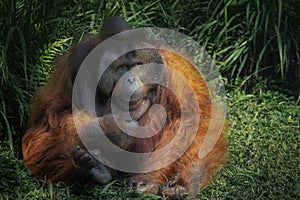Male Bornean Orangutan - Great Ape