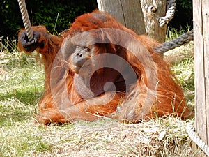 Male Bornean orangutan with orange reddish long hair, big wang lobes in Zoo