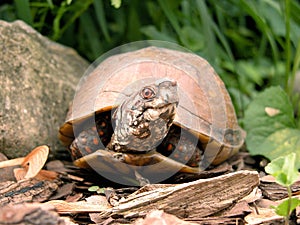 Male Box Turtle with Head Turned