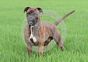 Male boxer dog