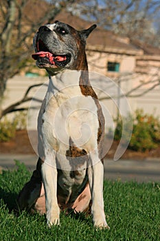 Male Boxer Dog