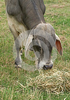 Male Brahman brahma or zebu bull