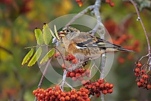 Male Brambling bird, Fringilla montifringilla, in winter plumage feeding berries