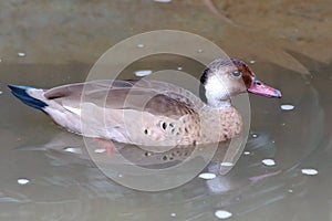 Male of Brazilian Teal Amazonetta brasiliensis swimming isolated in a lake